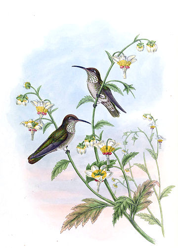 Spot-throated hummingbird